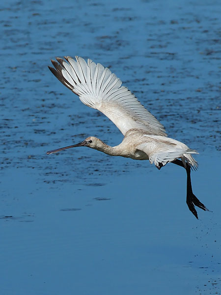 Kapustahaikara, Eurasian Spoonbill, Platalea leucorodia